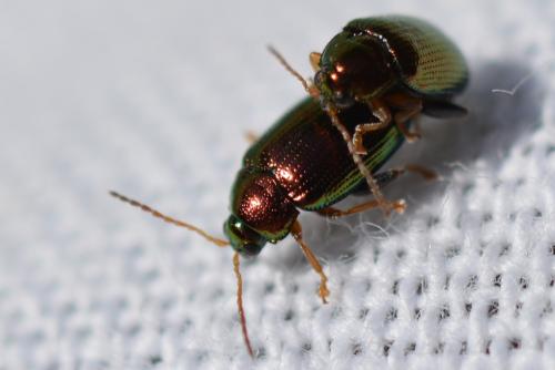 Réf. 305 459 : Crepidodera aurea